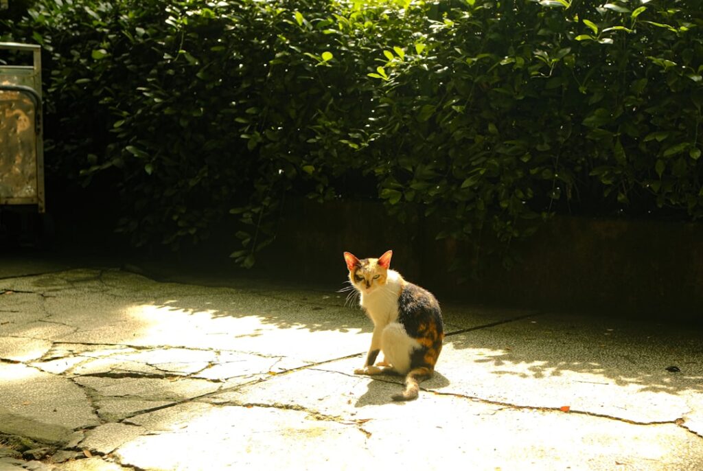 Kek: Herkunft, Bedeutung und die Rolle in der Online-Kultur