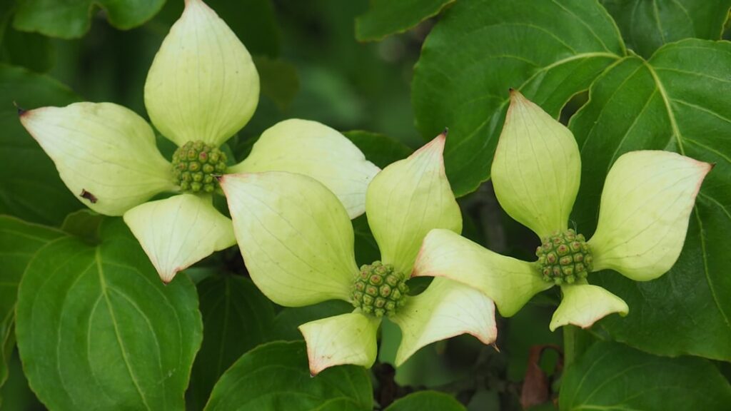 Am Rande: Die allgemeine Bedeutung von marginal in unserem Alltag